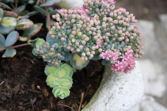 [ Hylotelephium sieboldii ]sedum sieboldii variegata 119055IMG_0054