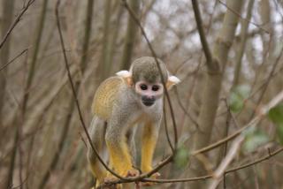 "La Vallée des Singes" 119611DSC02626