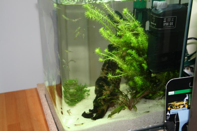 nano 20L aquascaping crevette 12613IMG_6671