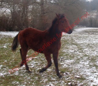 VÉNUS - ONC selle née en 2009 - adoptée en mars 2010 par ltissier 135924photos_mars_2010_113