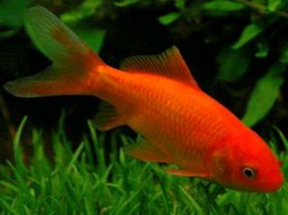 Le poisson rouge : pas si simple ! 139392poisson_rouge