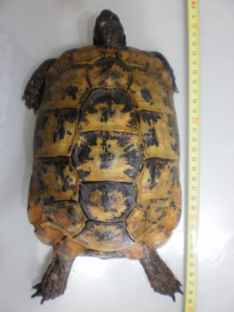 Identification d'une tortue 139992P3260124