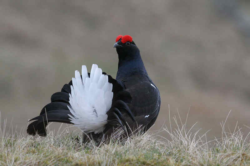 Le tétras lyre 144461Black_grouse4