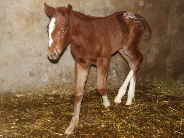 1er bébé tachu à l'élevage du Plantaurel pour 2010 158734sheza3A