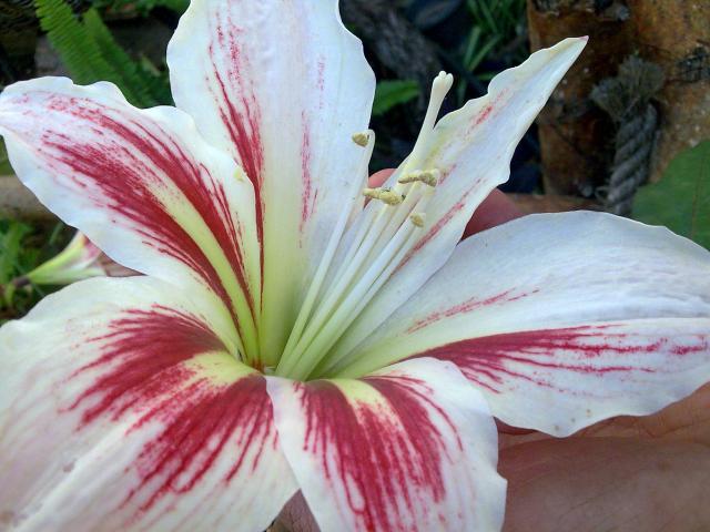 Amaryllis (hippeastrum) -culture, entretien, floraison 1657985_amarilys_2_05_2010