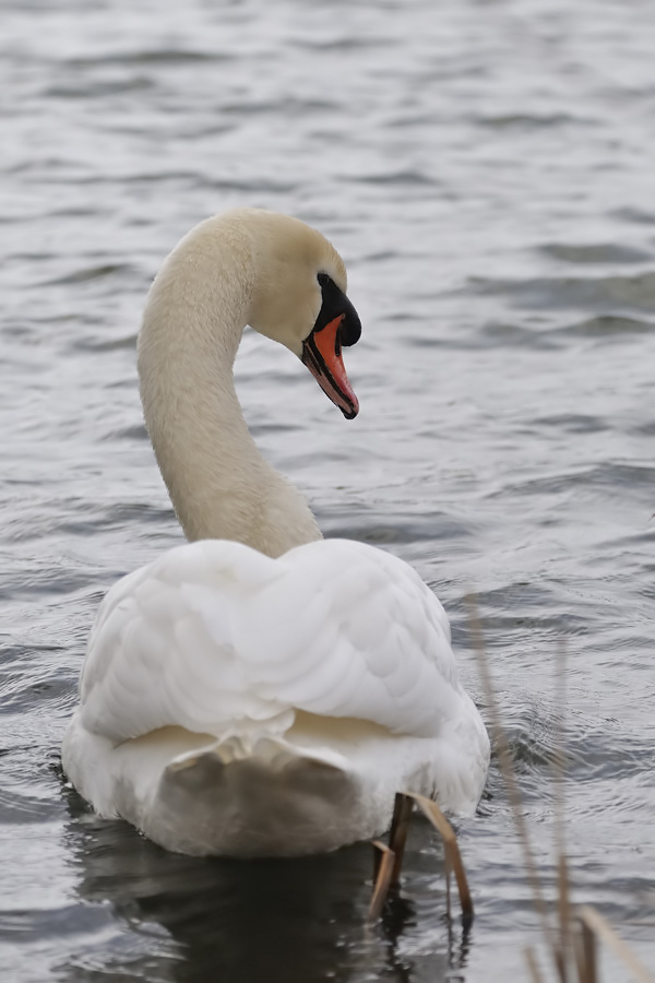 Oiseaux a REMERSCHEN(Denis) 175953_2010_02_27_20