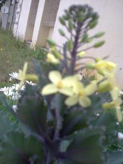 Brassica oleracea-Le Chou d'ornement 178640Photo001