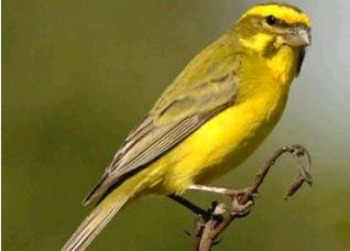 Canari ou Serin (Serinus canaria) 1981381_ter