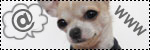 Forum Chihuahua : Mini Dog's Chihuahua 200597vos_liens