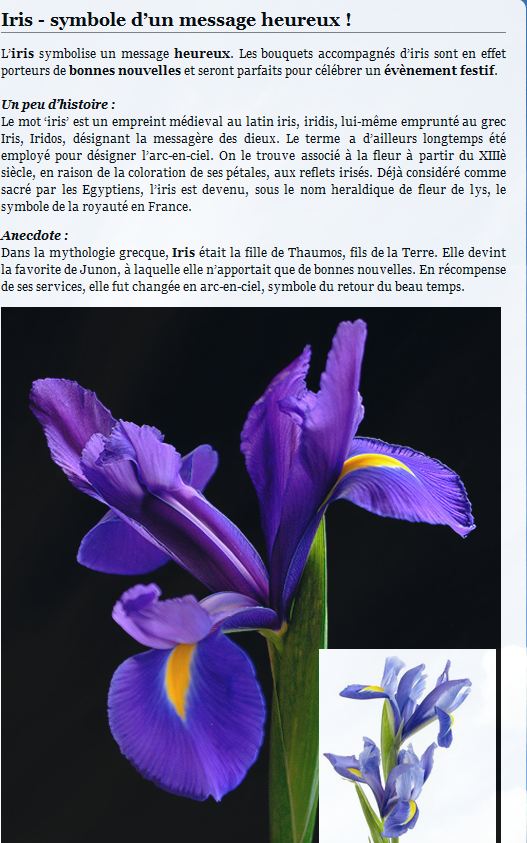 Le langage des fleurs 201242iris2