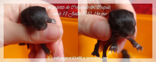 [ Crépuscule x Crapule ] Les petits sont LA ! 204494les_petits_26_juillet_2010_crepuscule_crapule_14e_jour__3_