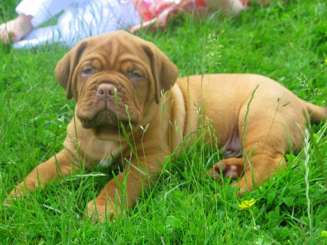 Chili et commodore (dogue de bordeaux) - Page 3 217029IMG_5975