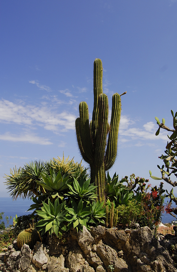 Jardin exotique de Monaco 221944_DSC0210