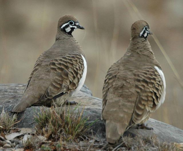 étymologie des espèces du genre Geophaps 235597725px_Squatter_Pigeons_Cement_Mills