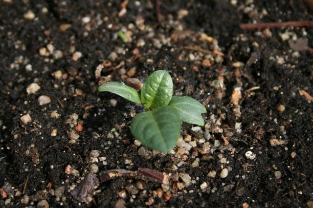 JDC JIMSONWEED (Picardie, Oise) 245068Photo_060510_1