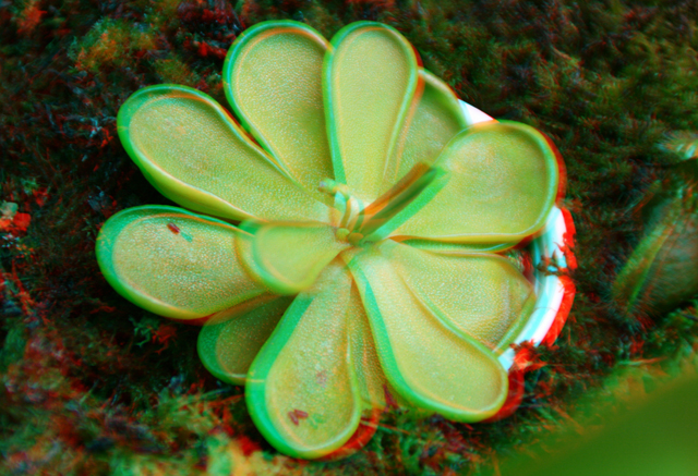 Les plantes en 3D 248484Pinguicula_Emarginata_02_05_10_3D_640x480