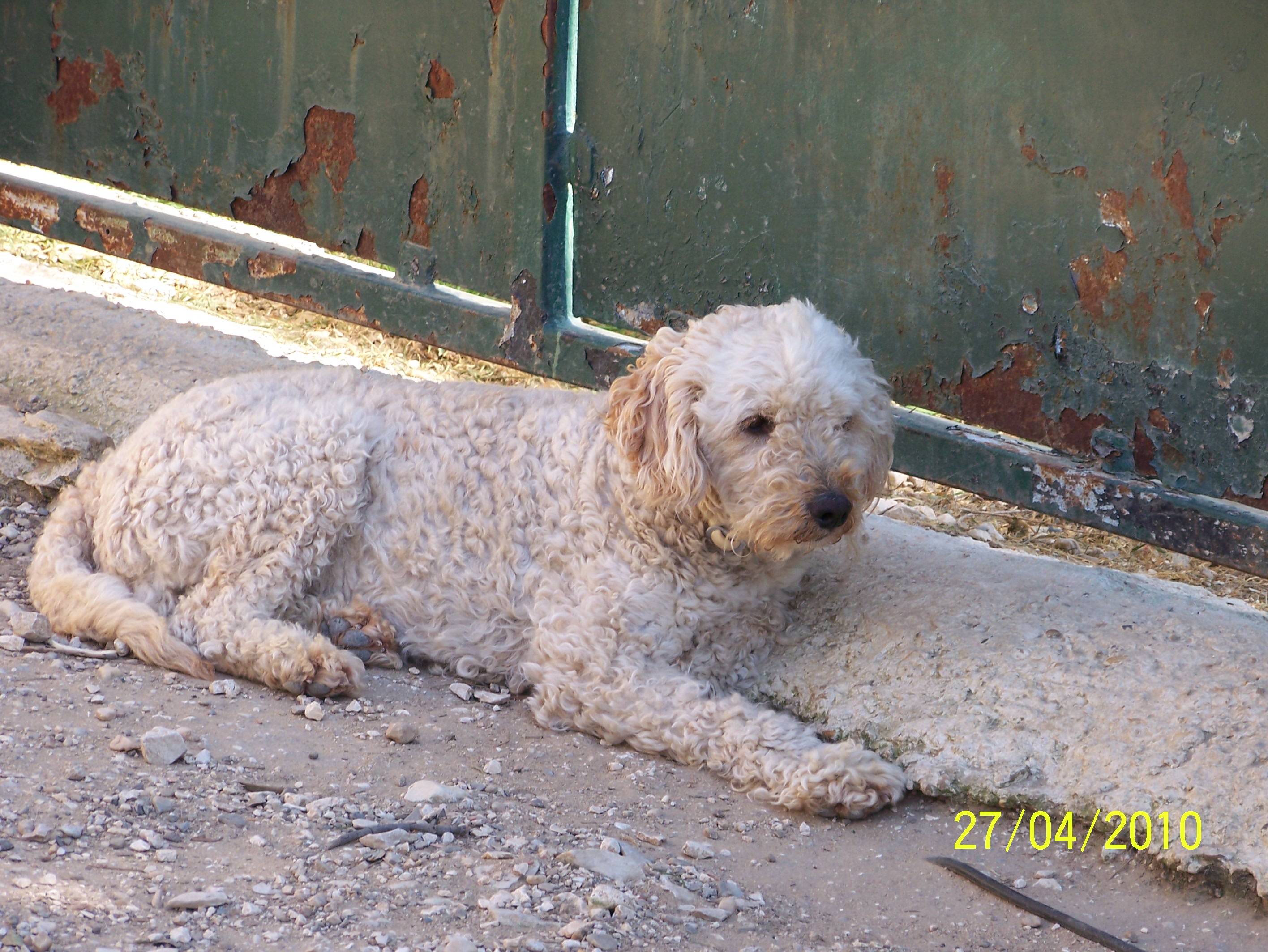 SHA PATTY CANICHE ABRICOT 4 ANS 1/2 (30) Nmes 25298AVRIL_2010_128