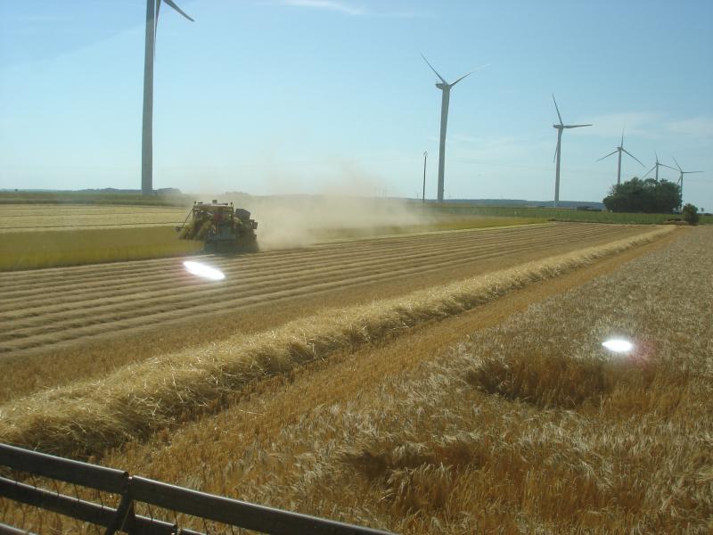 harvest in "baie de somme "  254260DSC01904