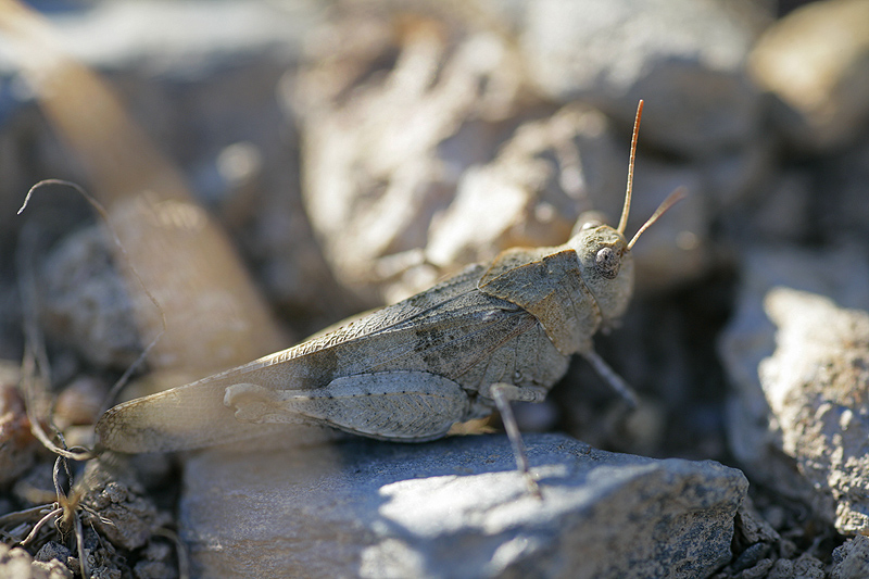 [Oedipoda caerulescens] Cherchez le criquet! 254973CricAilBleu