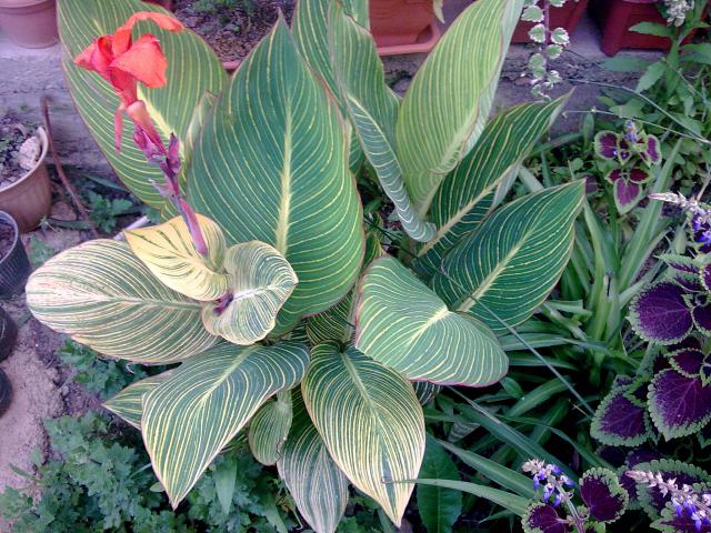 Canna 258970Photo017