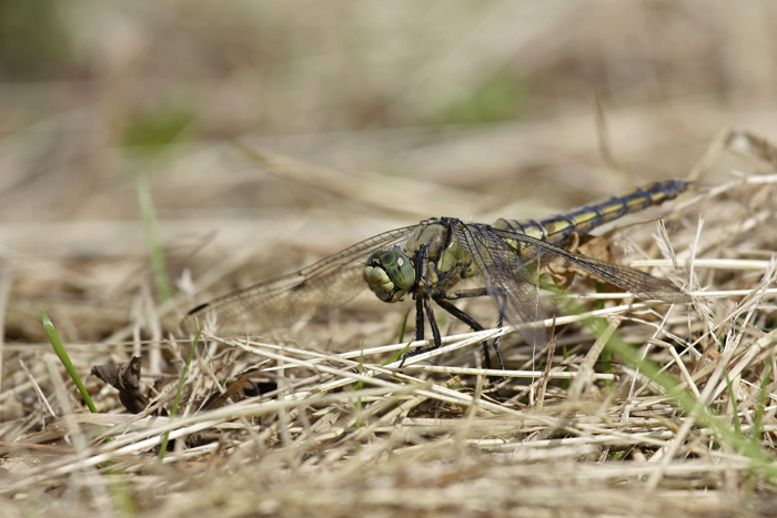 Oxygastra curtisii ? 259818Orthetrum_2