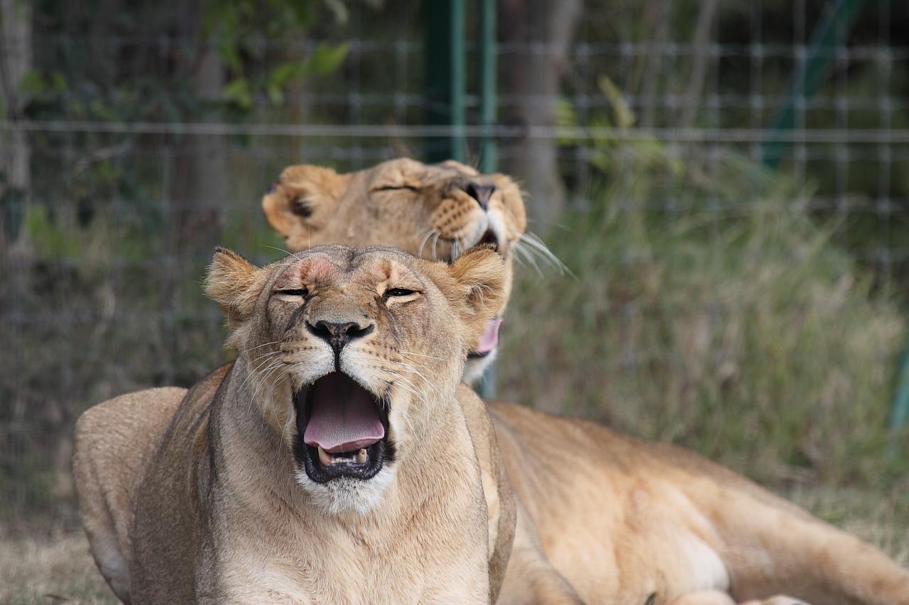 Zoo de La Barben - Page 2 262213IMG_2804_LION_P