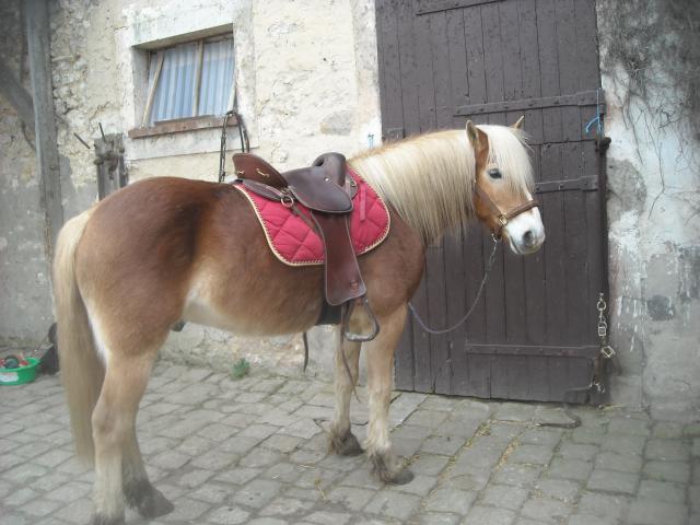 Matt Nath Voilac l'haflinger des Daltons... 264430DSCN9805