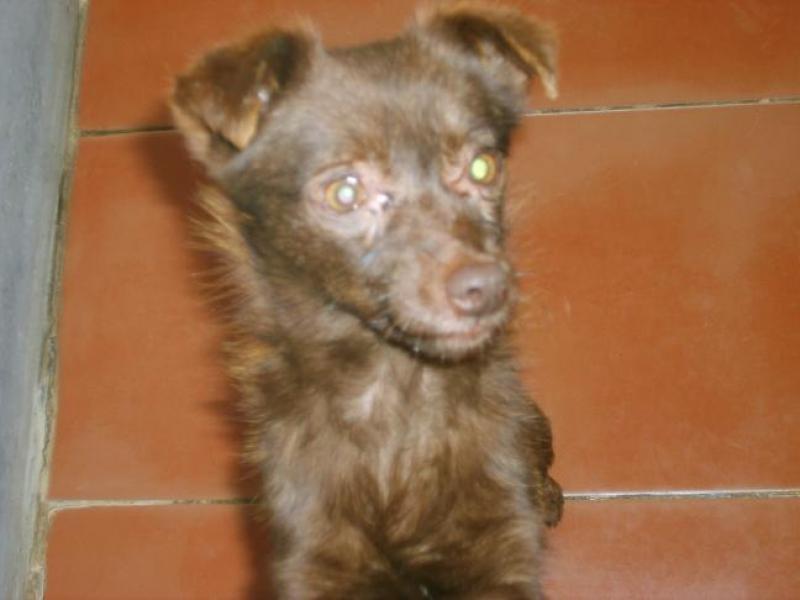 urgent PAYRA 3,5 kg en fourrire ESPAGNE euthanasie prvue 267499payra.2