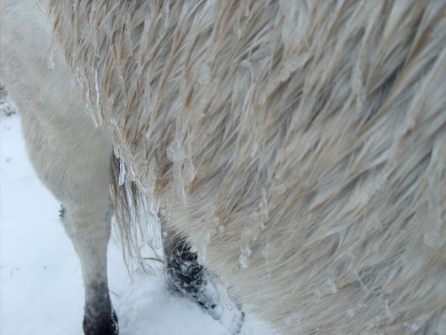 Tonte / couvertures 27243317_decembre_2009__Neige__D__Oceane__et_tout____4_