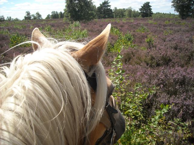 Balade de la journée - Milly la Forêt 279362DSCN3196