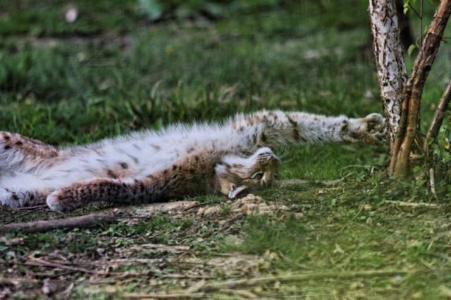 Le Parc des Félins en Seine et Marne 285020Parc_des_felins_avril_2010__RAW_370_DxO_raw__800x600_