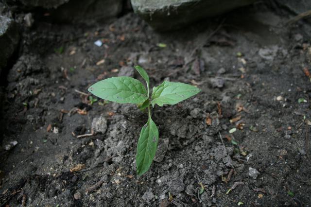 JDC JIMSONWEED (Picardie, Oise) 289496Photo_060510_1