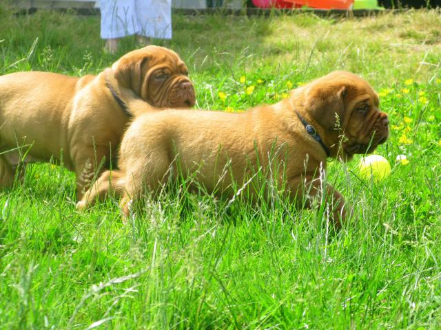 Chili et commodore (dogue de bordeaux) - Page 3 293538IMG_5980