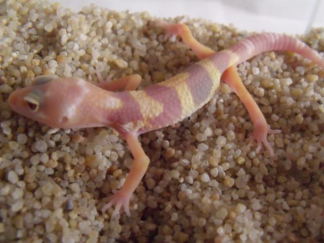 repro 2010 gecko léopard  2951562010_04220004