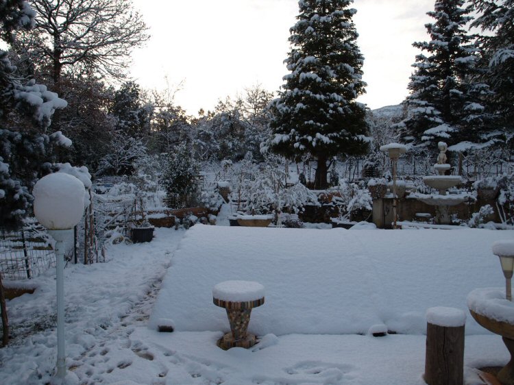 Mon jardin sous la neige ce 21 janvier 2011 3006764