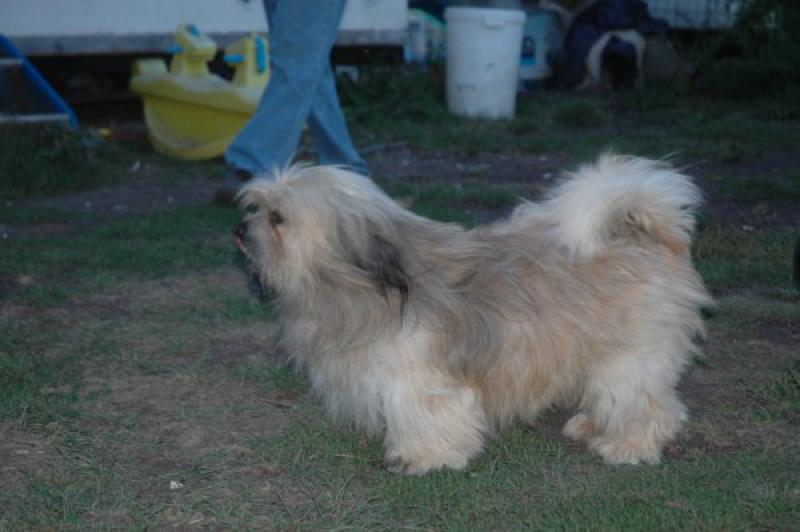 URGENT 9 LHASSA APSO A PLACER LOF AVANT LE 10/09 301405image0022