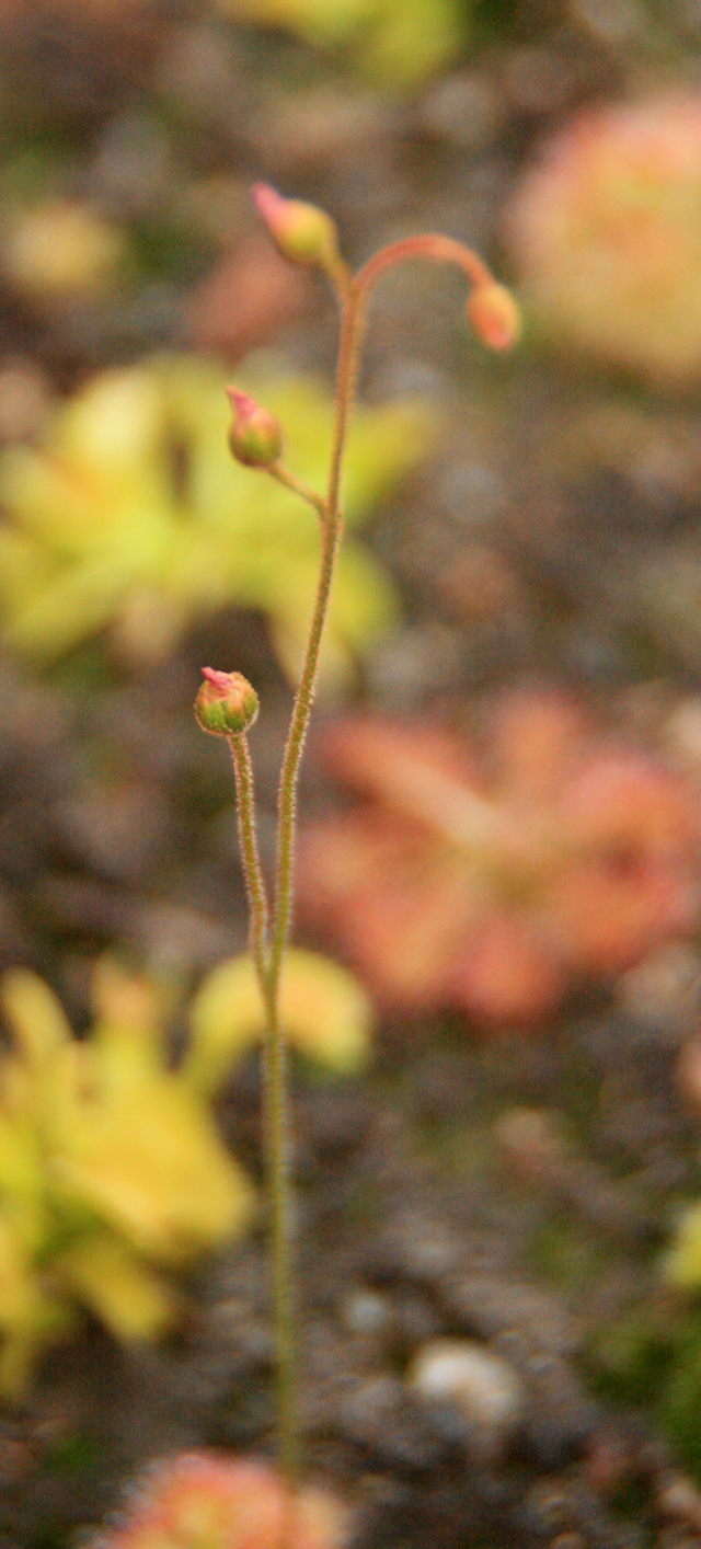 Drosera sp "pretty rosette"  301863Drosera_Spec._Pretty_rosette_10_08_10_640x480