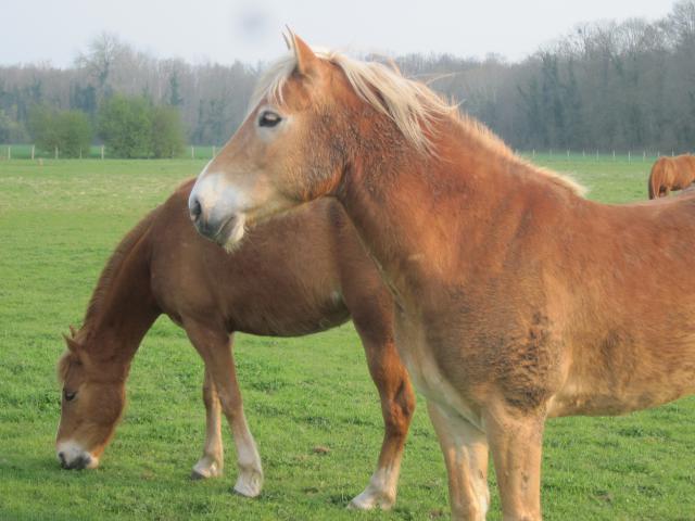 Matt Nath Voilac l'haflinger des Daltons... 301985IMG_0264_1_