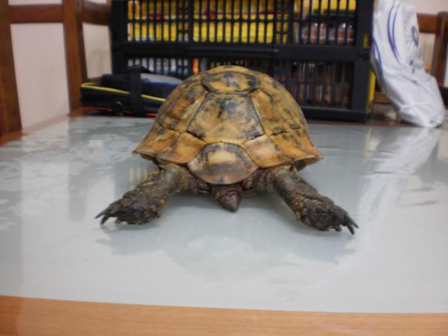 Identification d'une tortue 303607P3260126