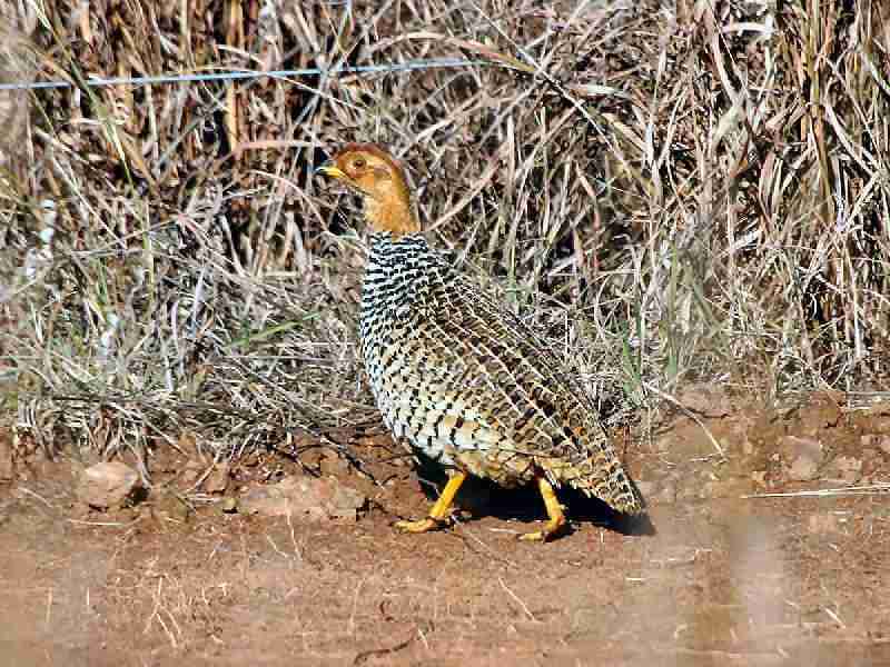 Francolin coqui 310233coqui_francolin1a