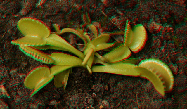 Les plantes en 3D 311676Dionee_Coquillage_14_07_10_3D_640x480