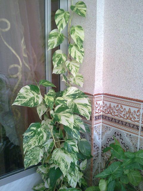 Les pothos ou scindapsus 3125988