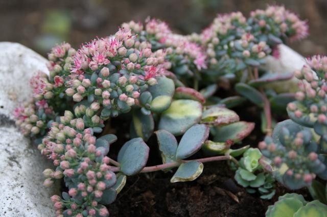 [ Hylotelephium sieboldii ]sedum sieboldii variegata 314353IMG_0055