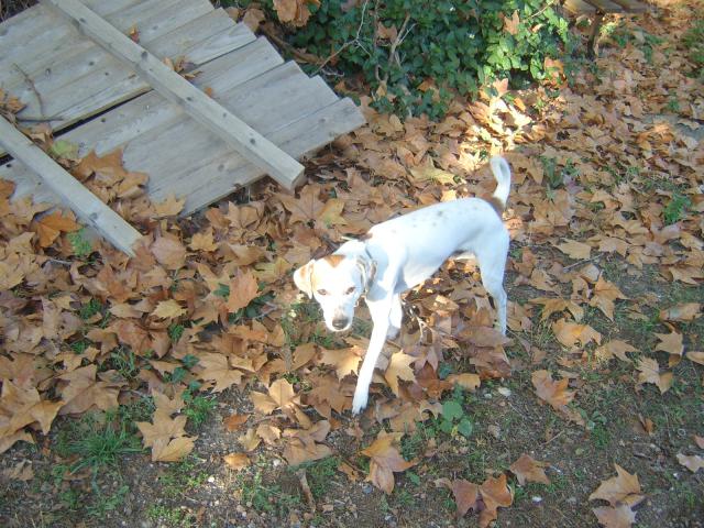 Bandit XJack Russel a placer 320702009__46_