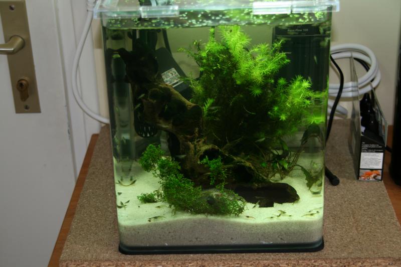 nano 20L aquascaping crevette 326455IMG_6669