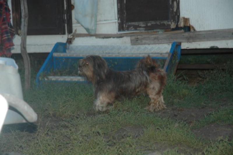 URGENT 9 LHASSA APSO A PLACER LOF AVANT LE 10/09 329642image0055