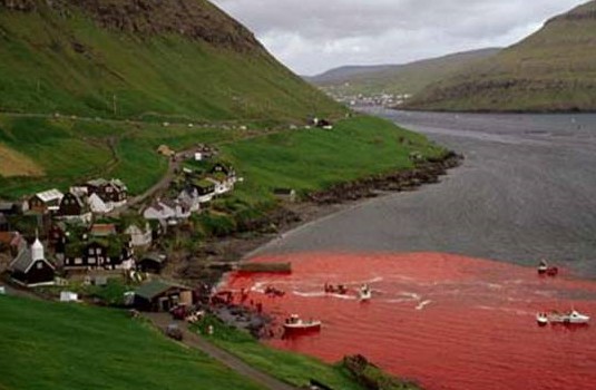 le massacre des dauphins (éloignez les enfants) 333415danemark_1