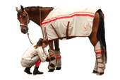 ♪ Equine Saddlery 3339471ete_fashion