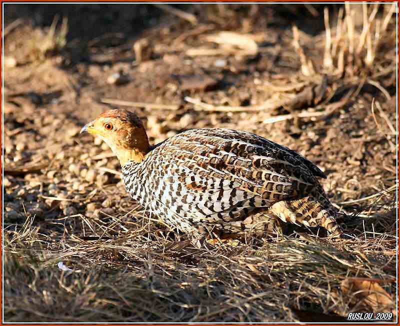 Francolin coqui 338402Coqui_ruslous1