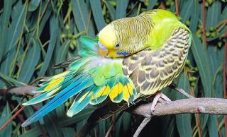 Perruche ondulée et Perruche anglaise (Melopsittacus undulatus) 340085Capture02